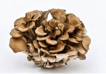 maitaki-mushroom